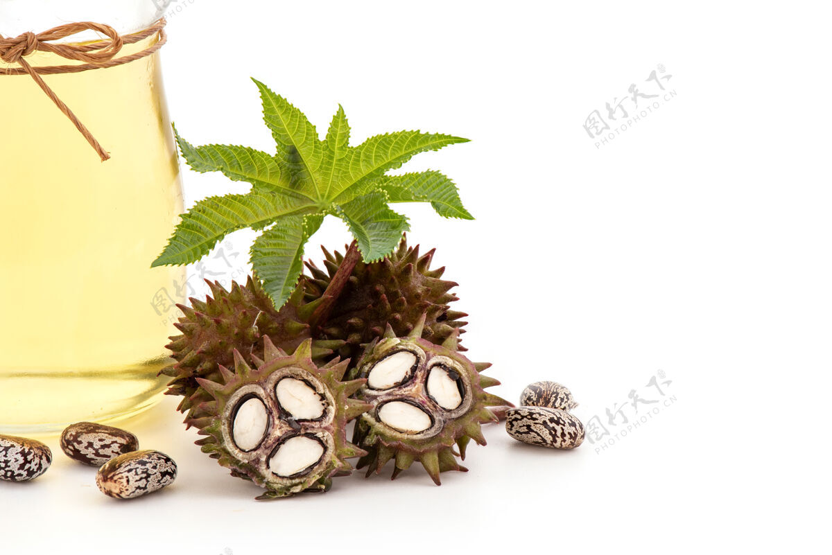 提取物新鲜蓖麻或蓖麻果实 绿叶 种子和油分离于白色草药水果健康