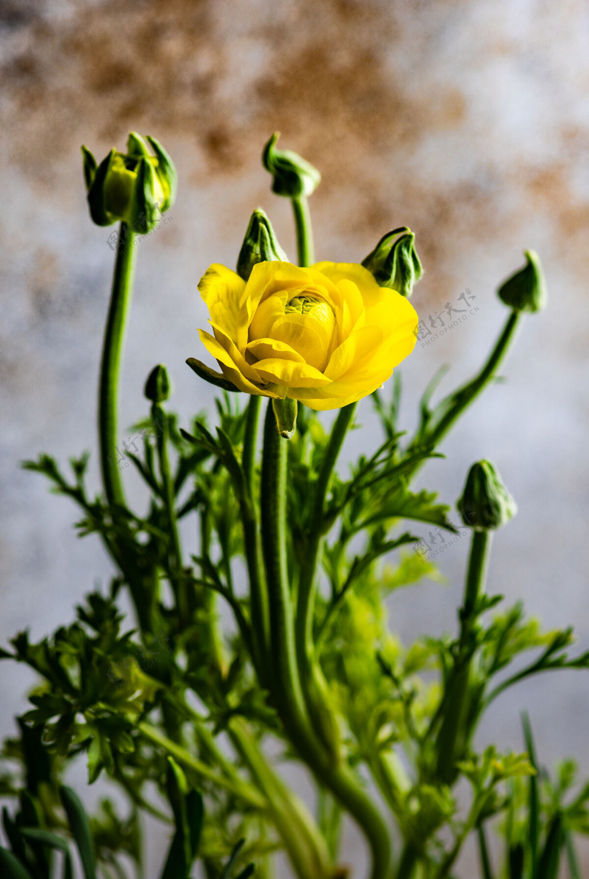 花瓣花盆里的黄花像春天的作文花朵美丽花