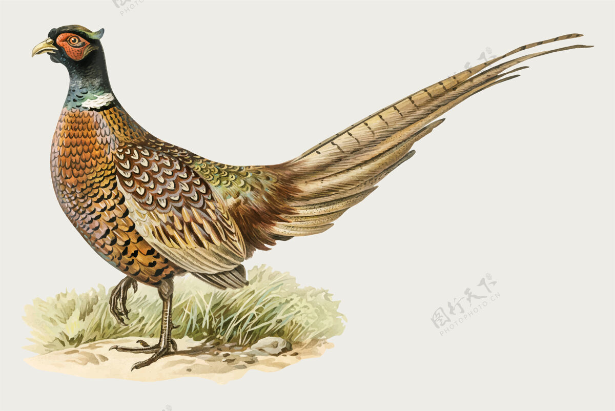 鸟类红颈雉鸟复古图奶油野生动物鸟