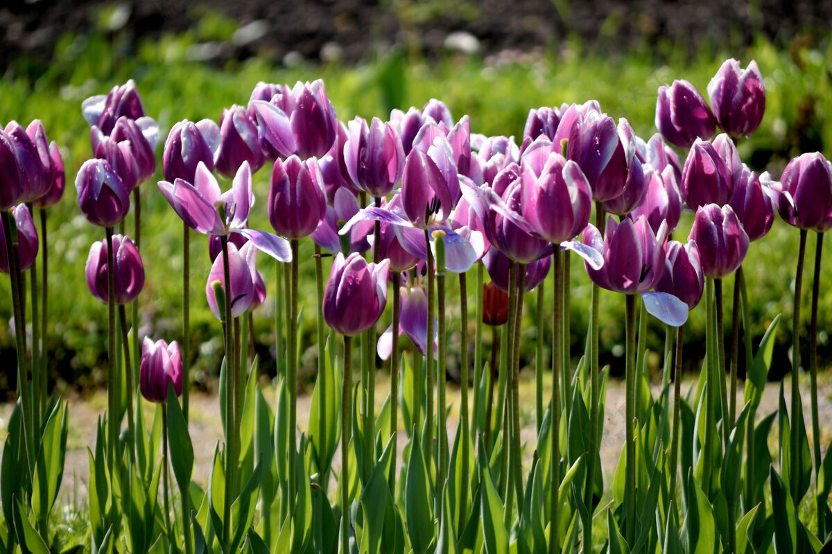 长花园里一排紫色的郁金香春天植物露珠