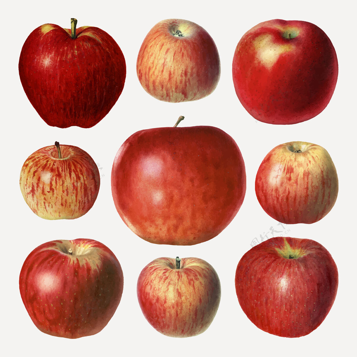 甜点手绘红苹果套装营养食品美味