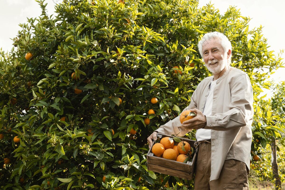 柑橘树老前辈种橘子收获柑橘有机