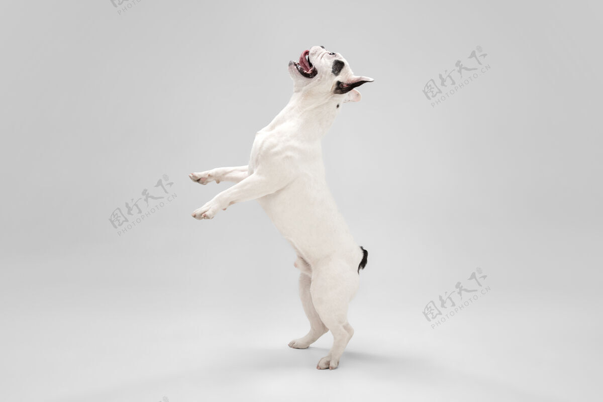 食肉动物听你说法国斗牛犬年轻的狗摆姿势可爱好玩的白色黑色小狗或宠物正在玩 看起来快乐孤立在白色背景概念的运动 行动 运动国内游戏头发