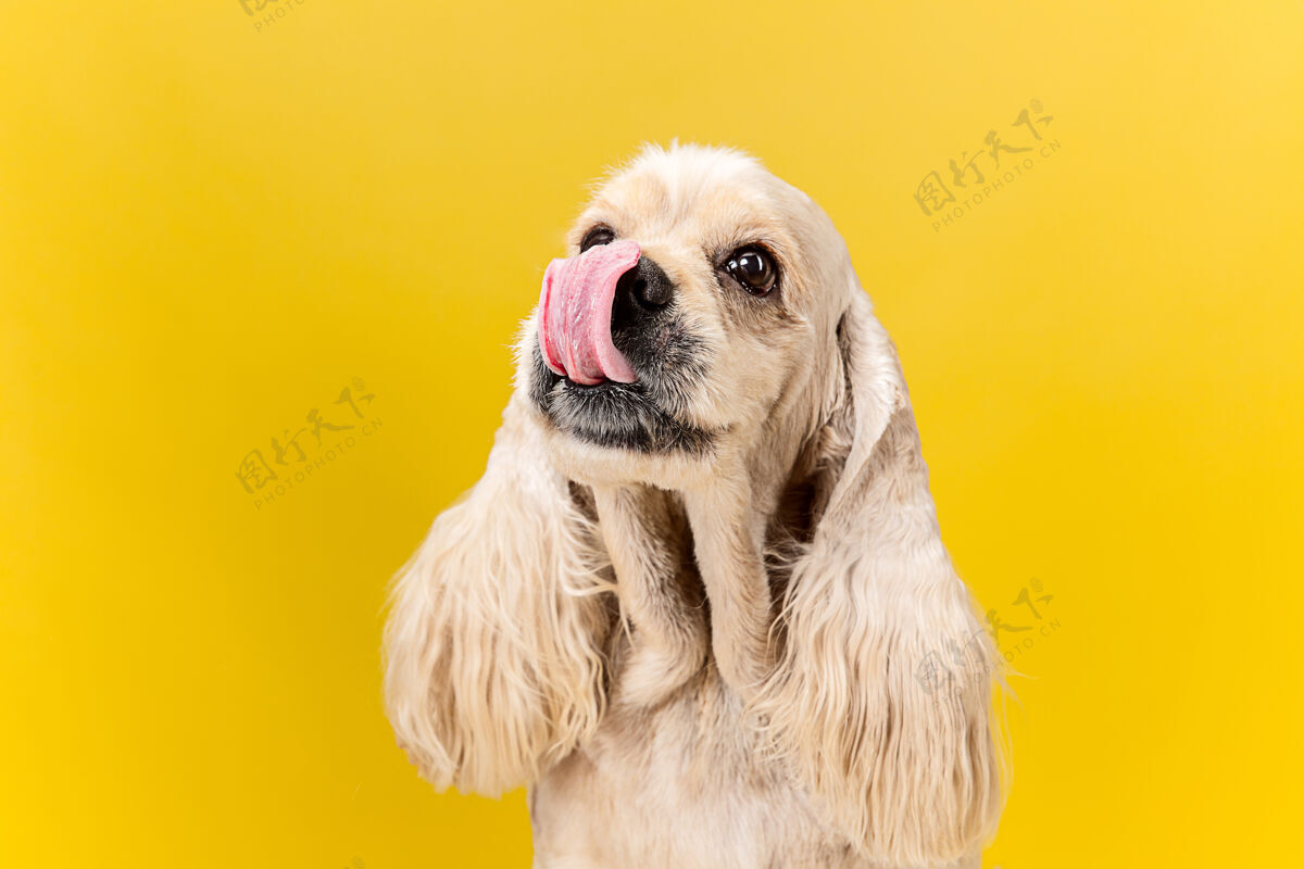 纯种充满喜悦的眼睛美国猎犬小狗可爱的毛茸茸的小狗或宠物是坐在黄色背景孤立工作室照片负空间插入您的文字或图像有趣国内血统