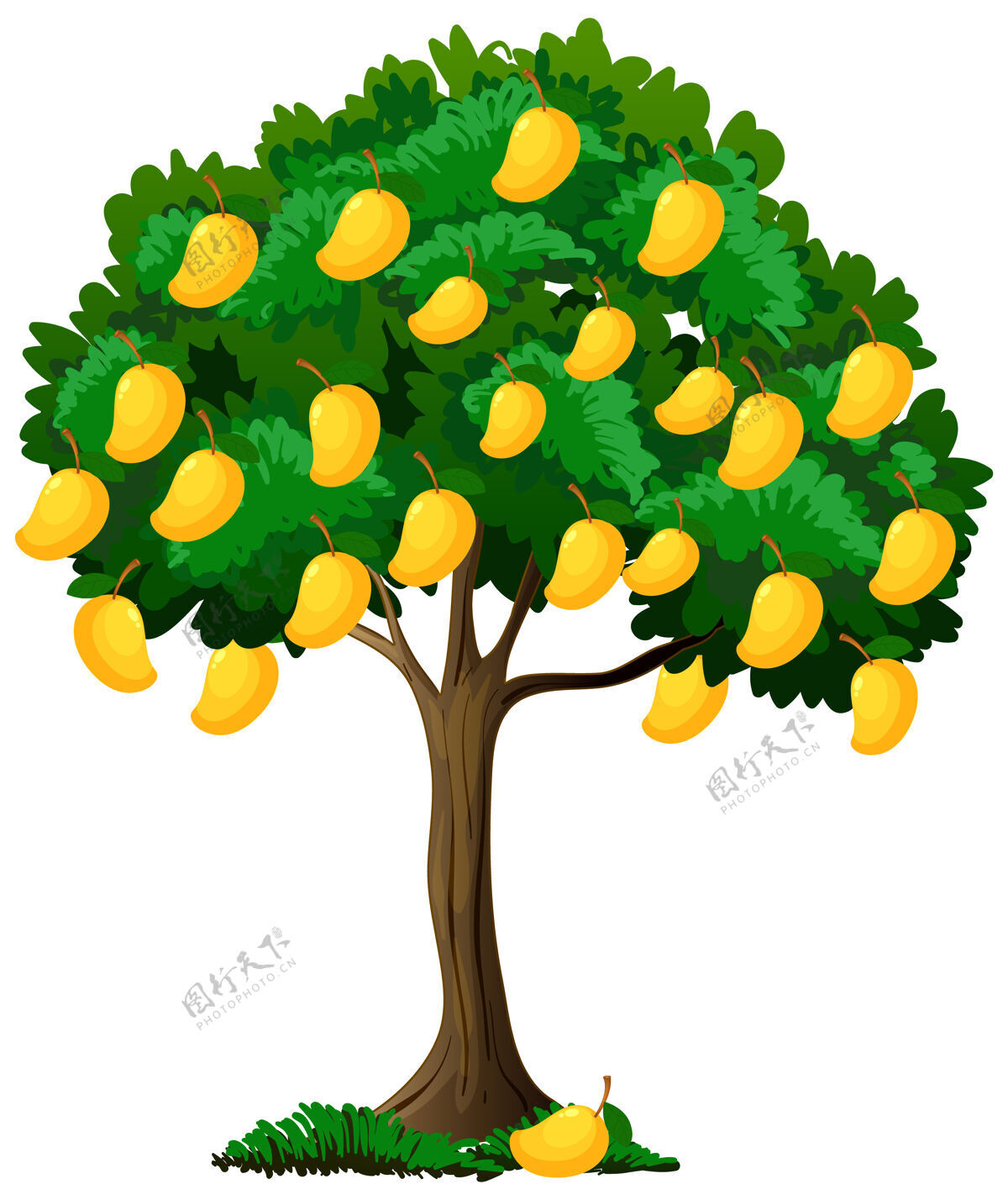 食物黄色的芒果树孤立在白色的树上温暖有机空白