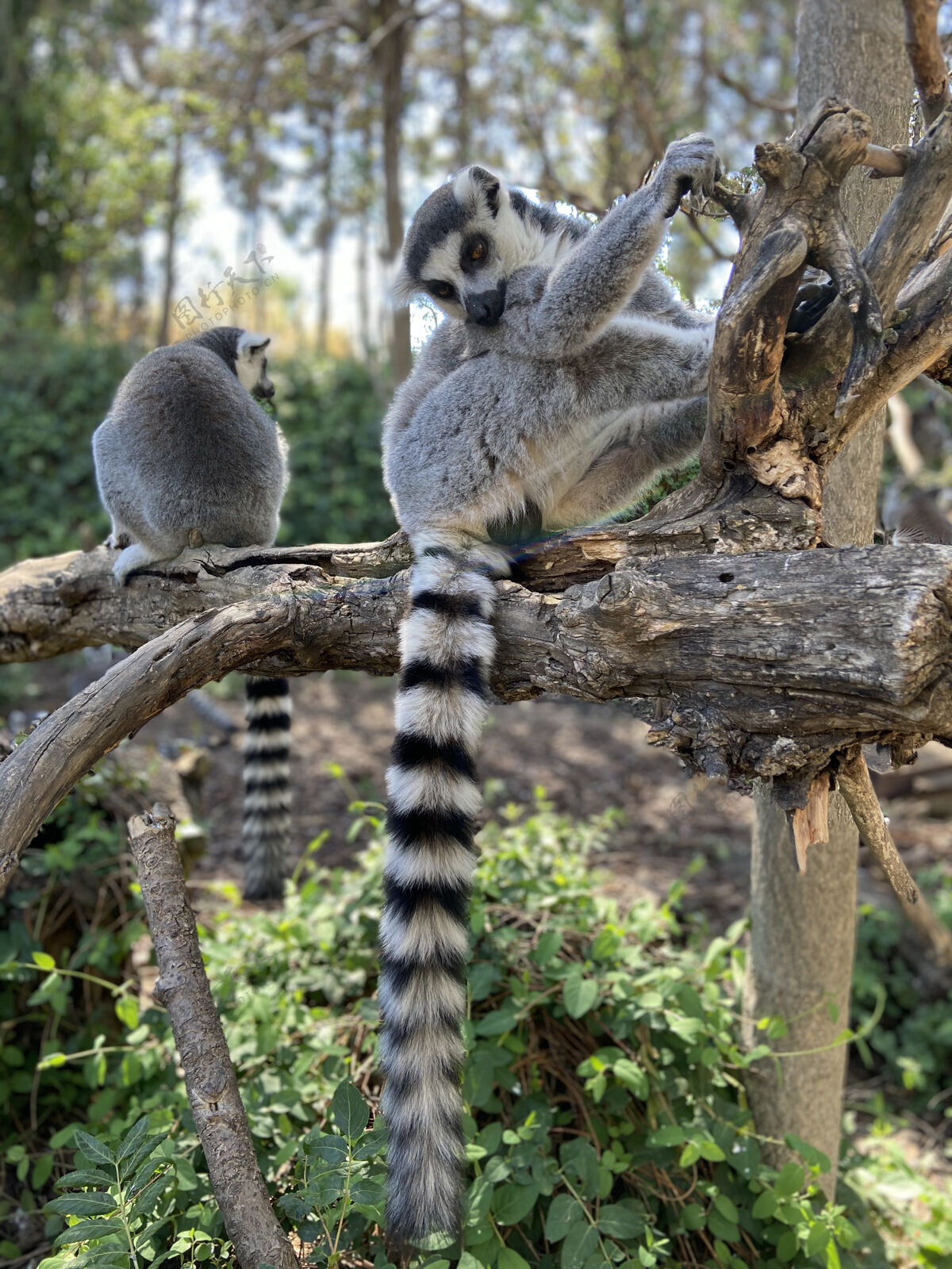 游戏可爱的环尾狐猴在公园的树上玩耍的垂直镜头动物动物园树叶
