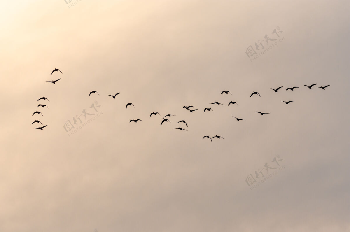 飞行日落时分 一群鸟儿飞向美丽的天空鸟飞行日落