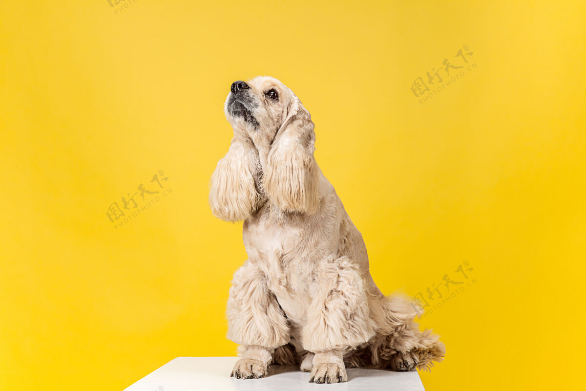 头发美丽的美国猎犬小狗可爱的毛茸茸的小狗或宠物是坐在黄色的背景隔离摄影棚照片负空间插入您的文字或图像动物血统毛茸茸的