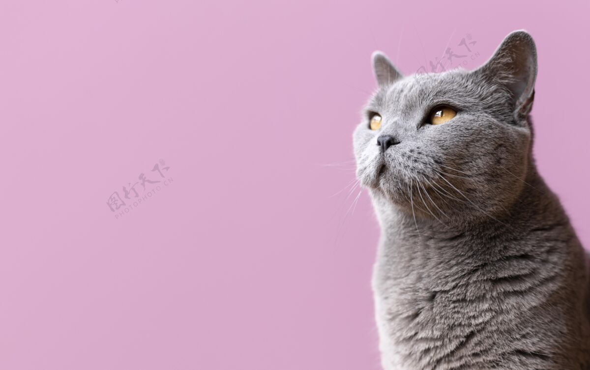 毛茸茸的灰色的猫咪 身后有一面单色的墙可爱猫可爱