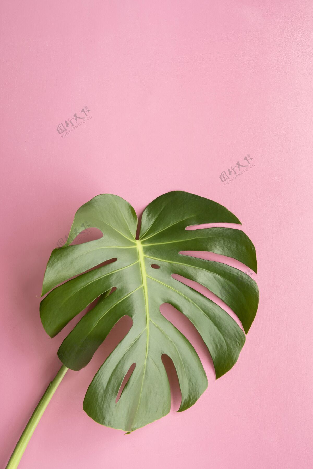 棕榈最小的热带植物成分叶组成异国情调