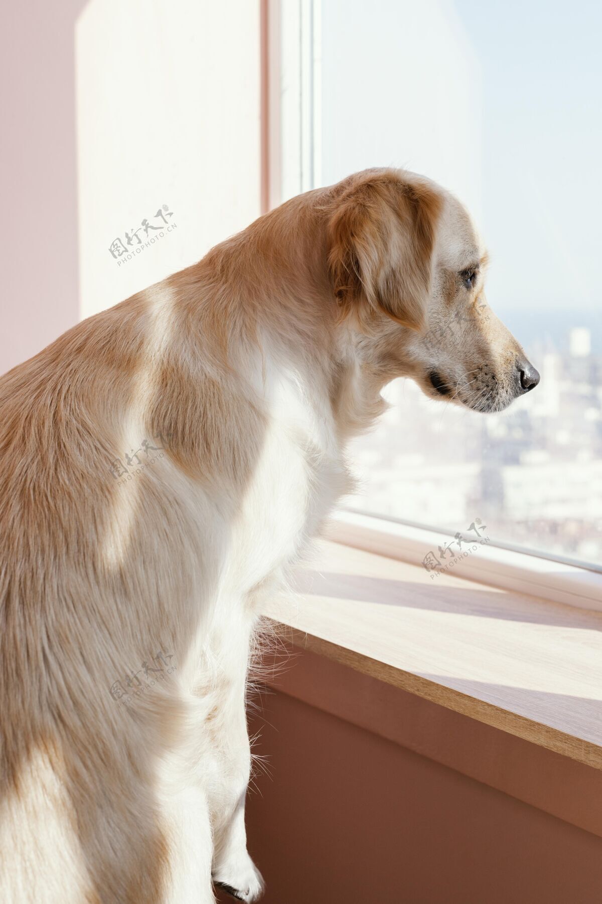 垂直可爱的狗看着窗外狗可爱可爱