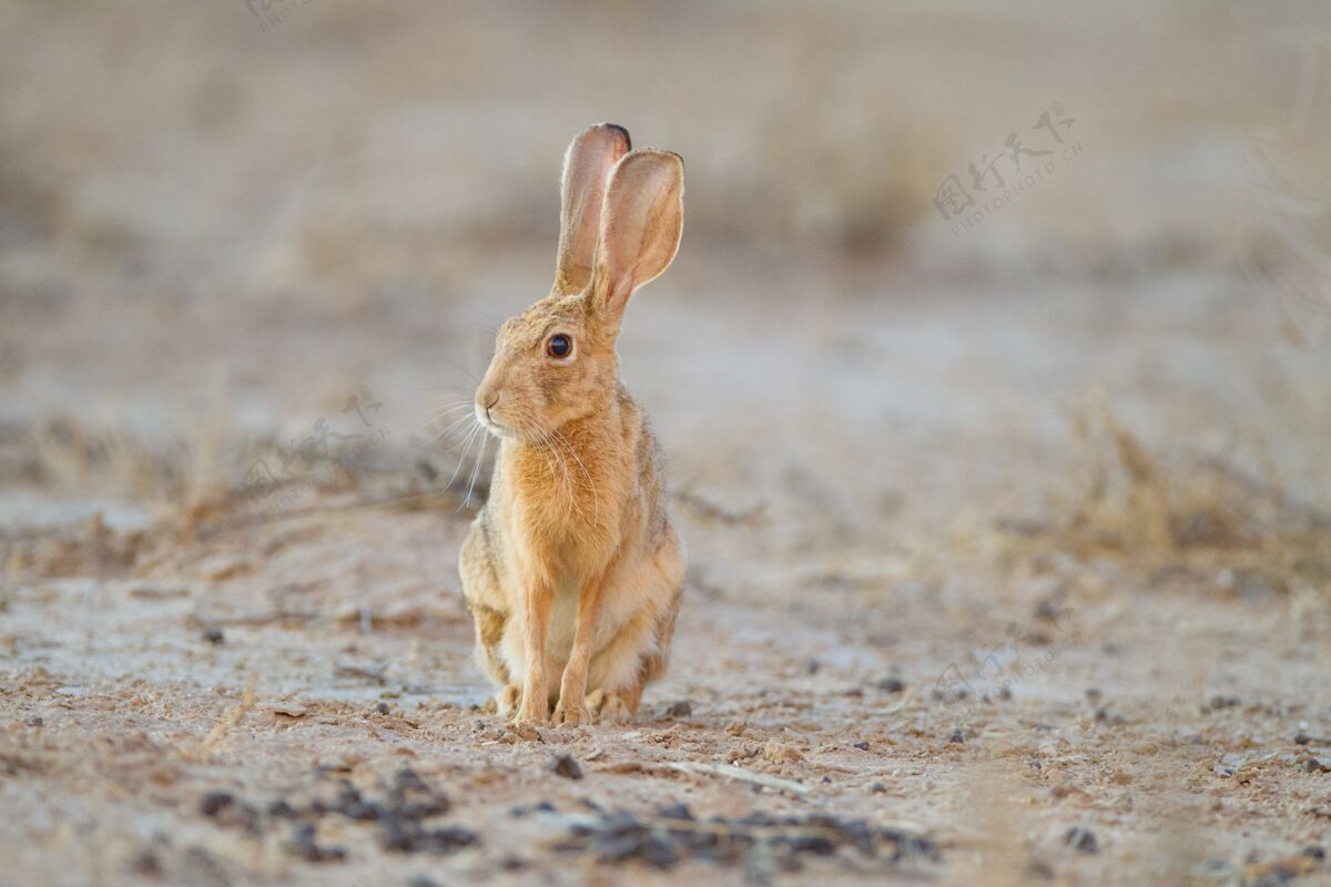 野生可爱的小褐兔子在沙漠中央哺乳动物岩石兔子