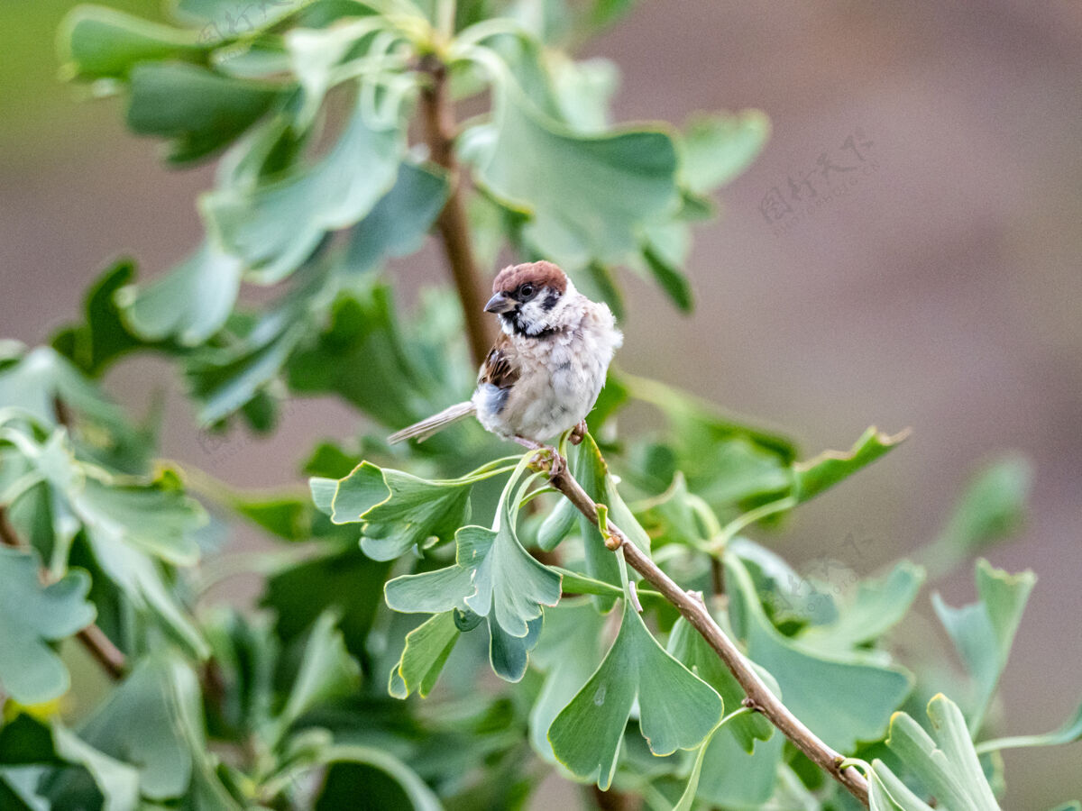 动物小麻雀坐在树枝上 上面有绿叶树公园树枝