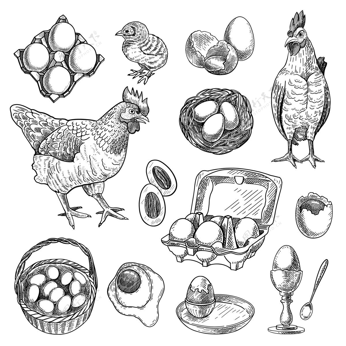 母鸡鸡肉农产品速写集鸟生产贝壳