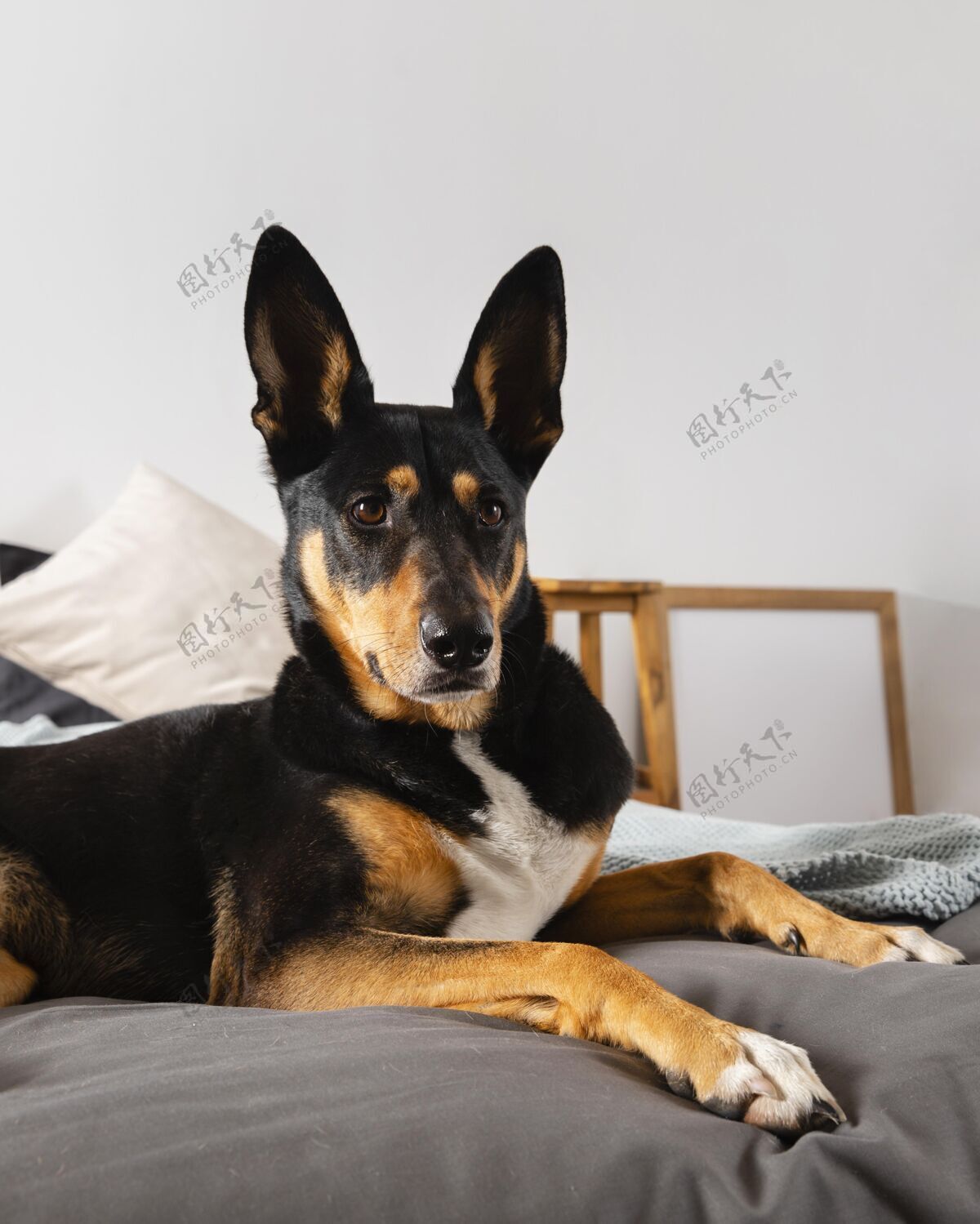 室内可爱的狗坐在床上狗可爱小狗