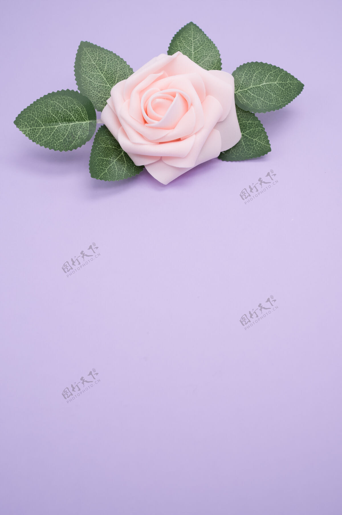 叶垂直特写镜头一个单一的粉红色玫瑰孤立的紫色背景与复制空间开花粉红单