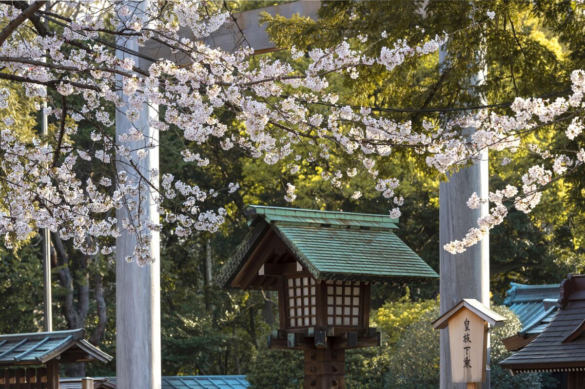桃花美丽的桃树白天在东京盛开开花花桃花