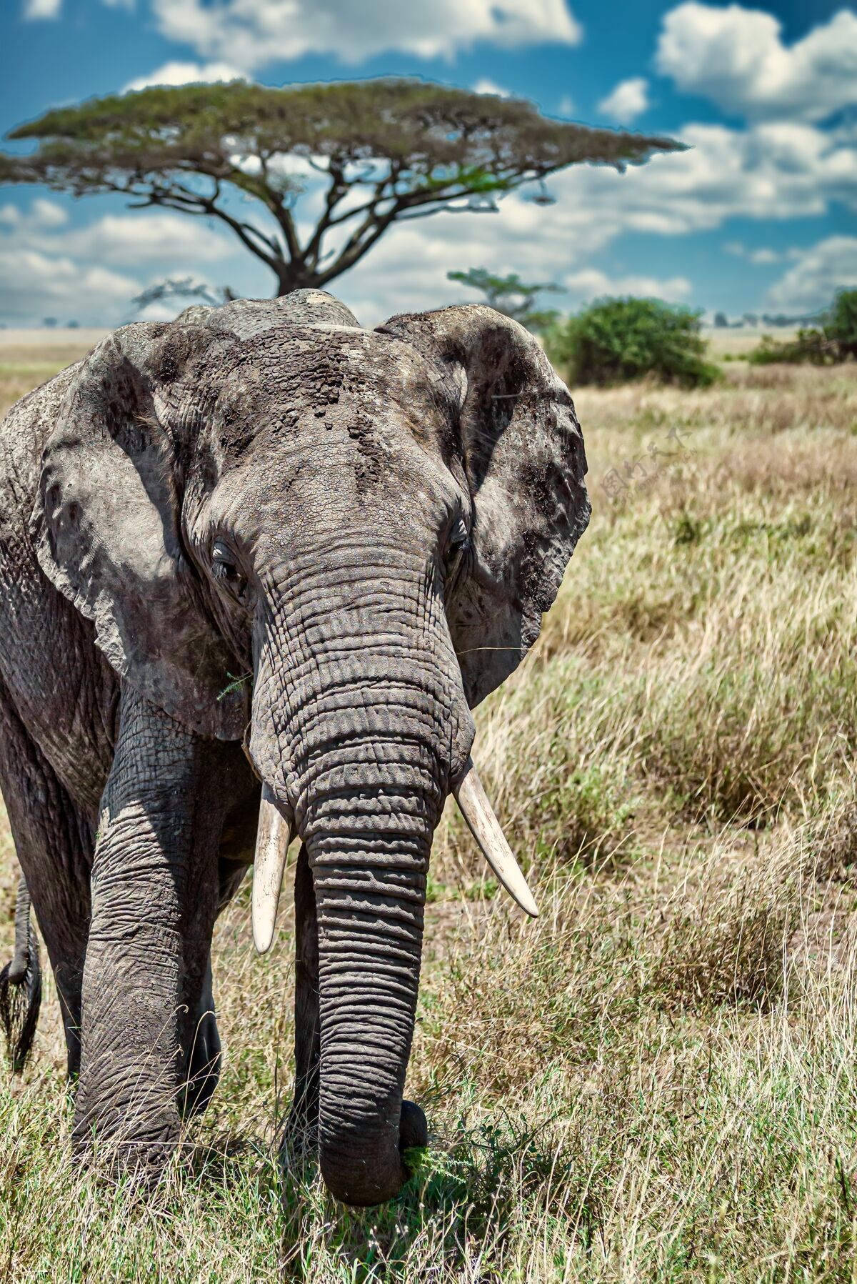 动物园垂直特写镜头一只可爱的大象走在干燥的草地在荒野草食动物动物干草