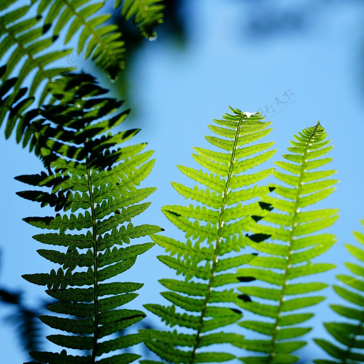 环境在晴朗的蓝天下生长绿色植物的特写镜头光柔和美丽