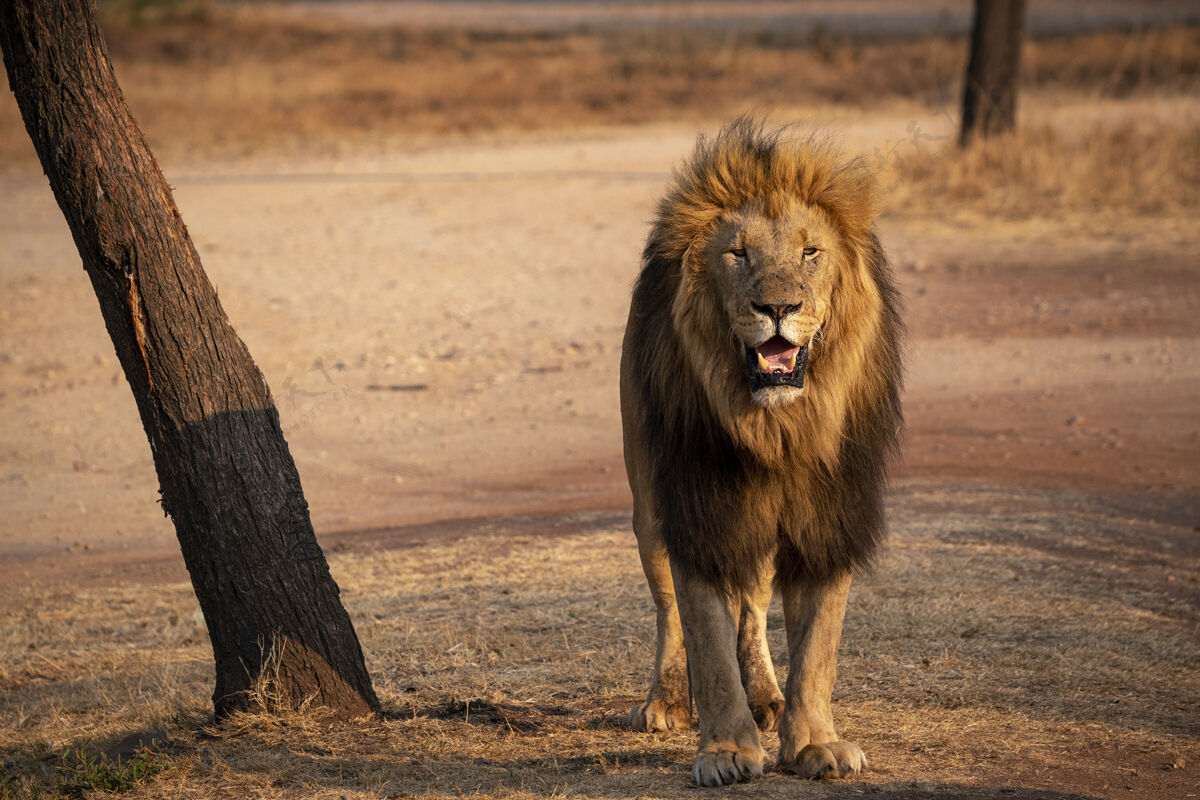 公园南非狮子特写镜头非洲旅游捕食者
