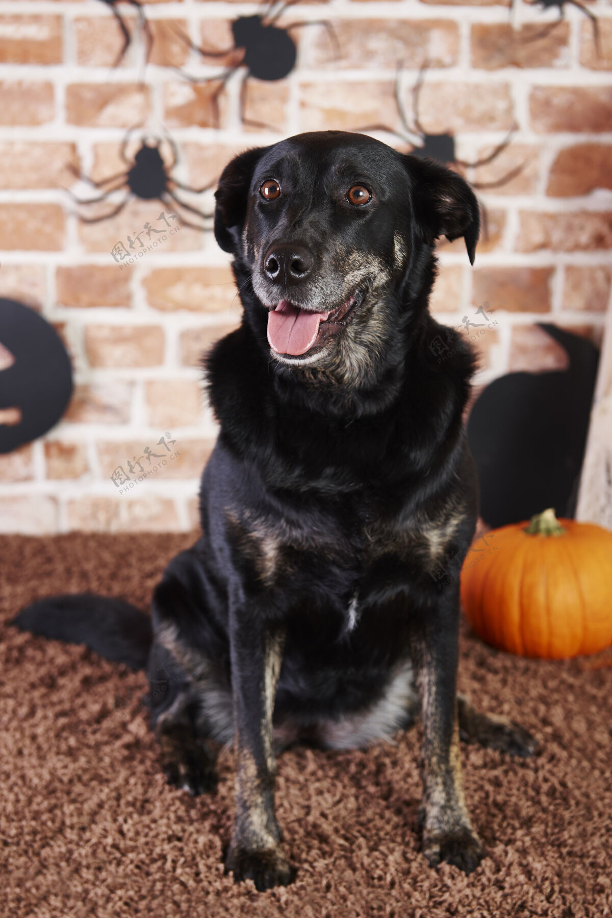 动物黑狗抬头的画像恐怖期待秋天