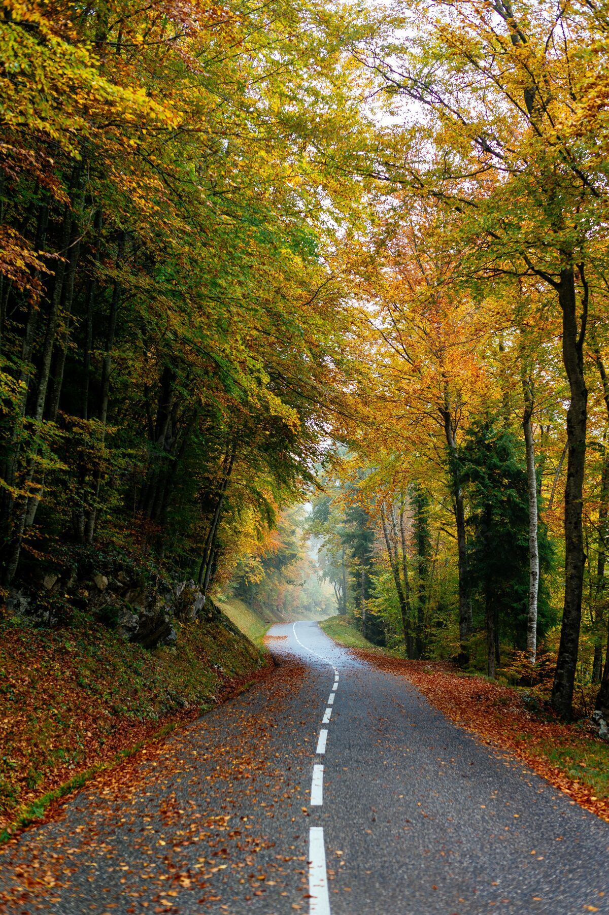 橙色一条美丽的路在一片有着五颜六色的秋树的森林里树自然黄色
