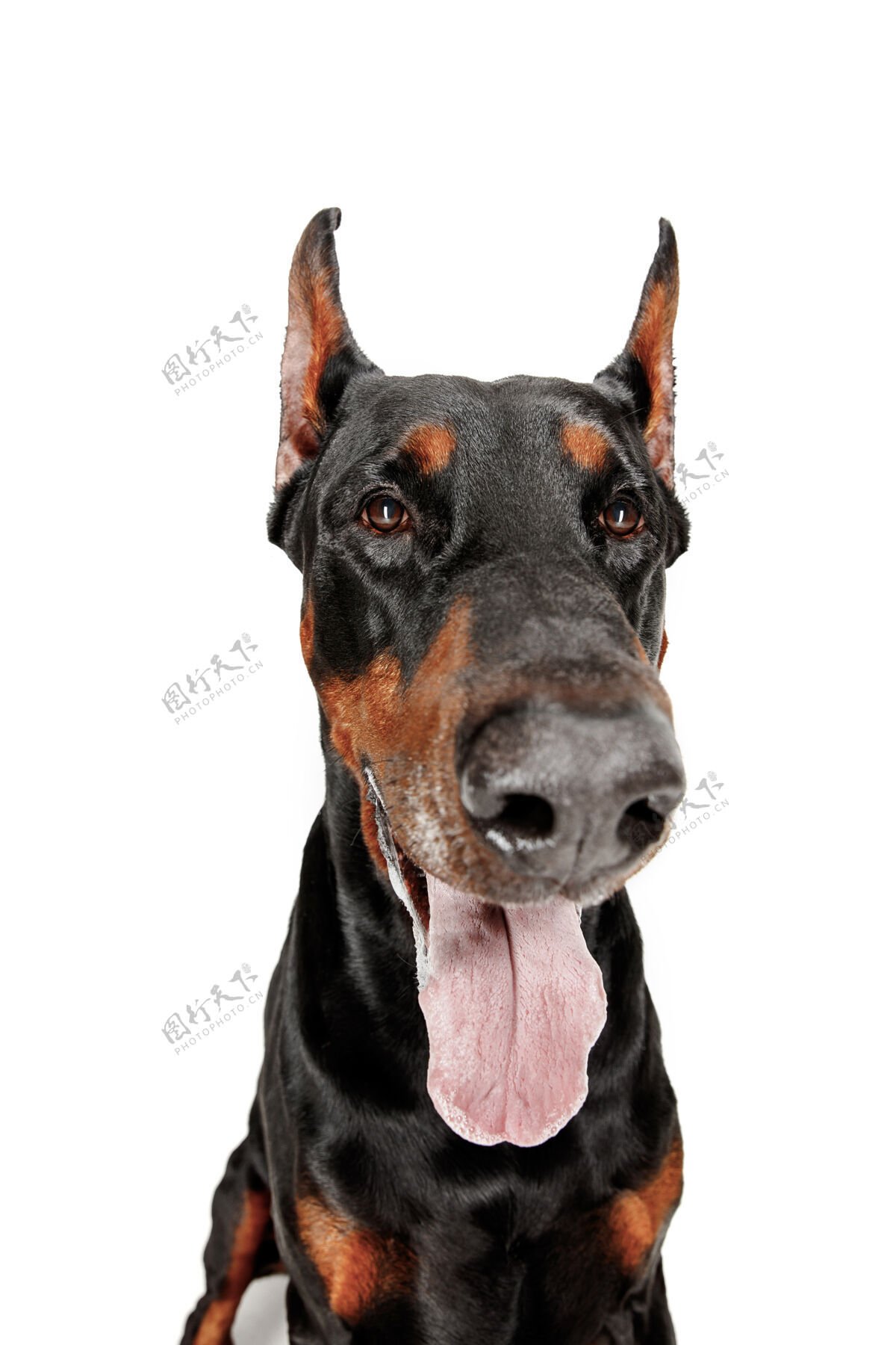 朋友杜宾犬隔离在白色背景的工作室国内宠物的概念耳朵切割脊椎动物