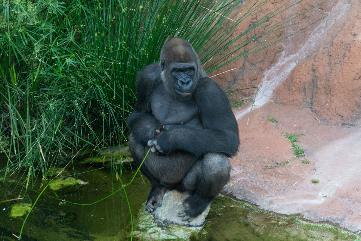 野生动物园里一只大猩猩坐在岩石上的景象特写坐着大