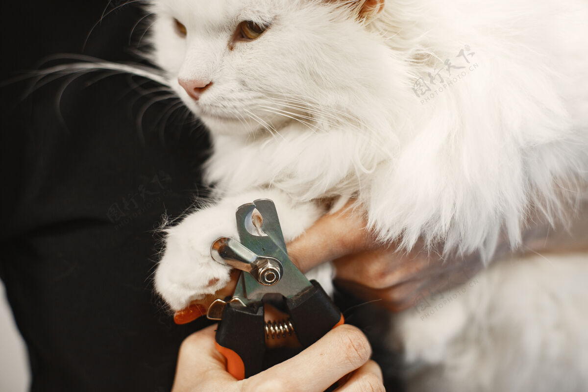 爪子白色毛茸茸的猫兽医和猫动物在沙发上猫诊所剪刀