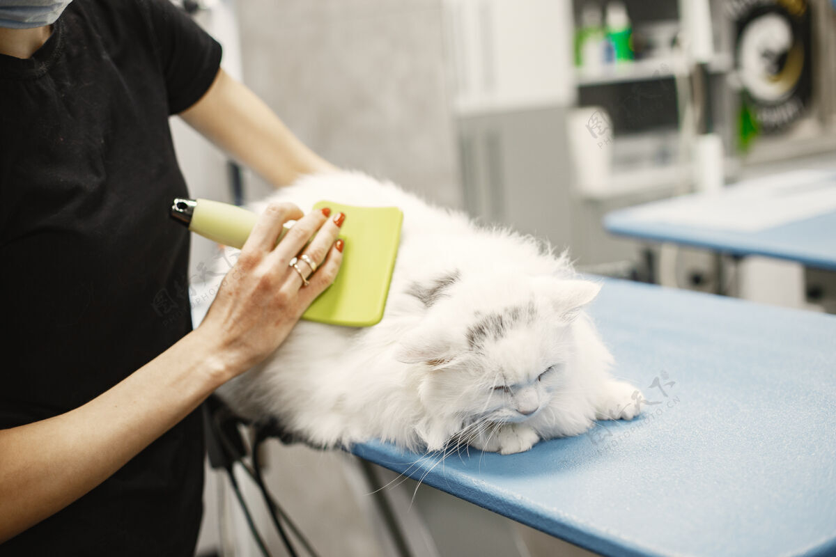 女人带着动物刷的兽医穿着黑色t恤的女人沙发上的猫猫波斯刷子