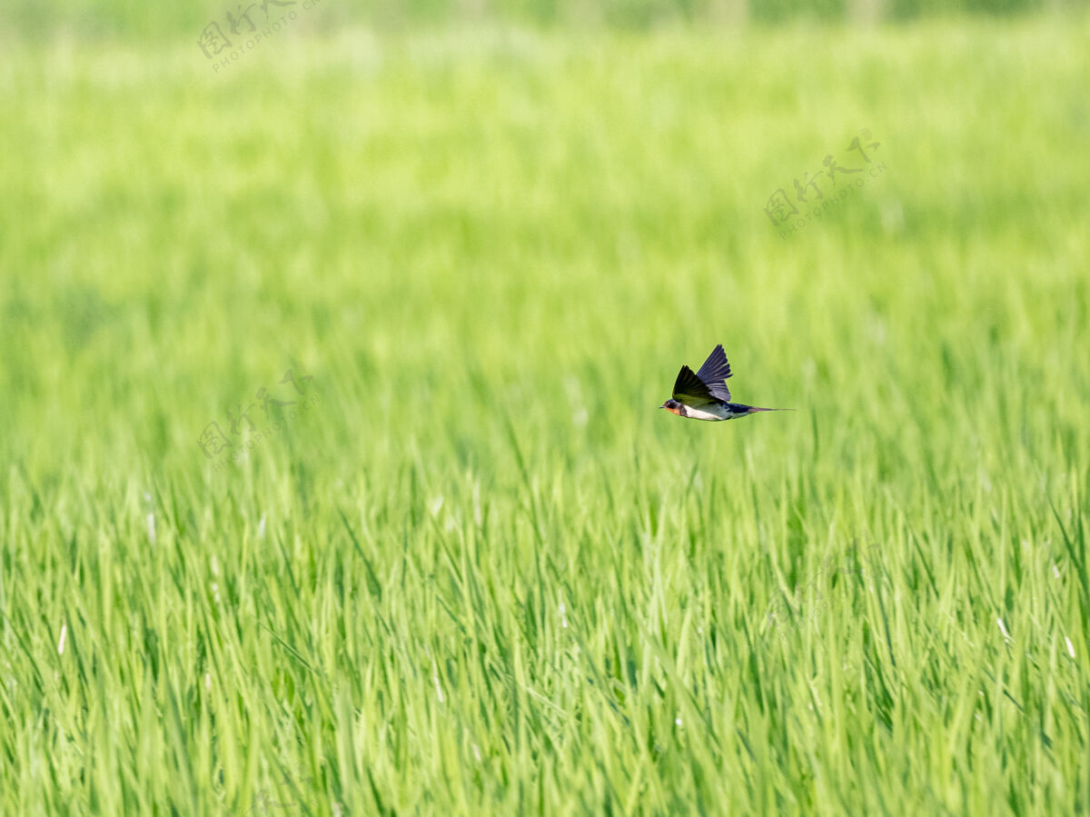野生谷仓燕子飞过绿色的稻田大自然谷仓田野