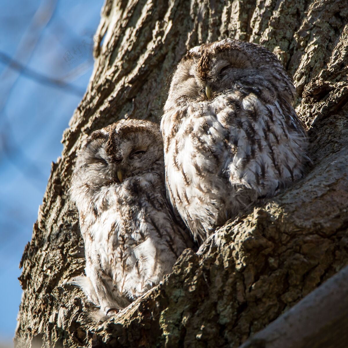 自然两只栖息在树上的西方猫头鹰的特写镜头动物猎人木头