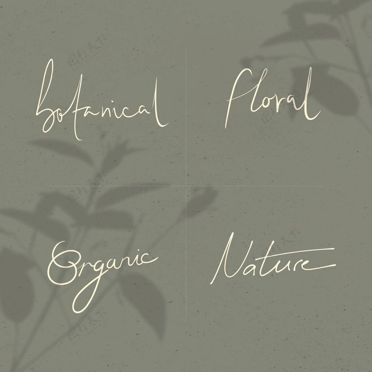 混合自然字在最小的手写排版风格植物学植物白色