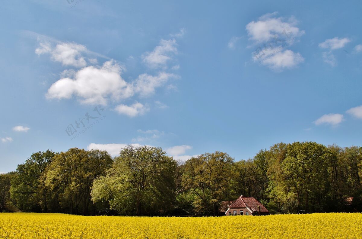 阳光在荷兰的一片花草树木覆盖的田野里 可以看到一座美丽的房子叶子树季节
