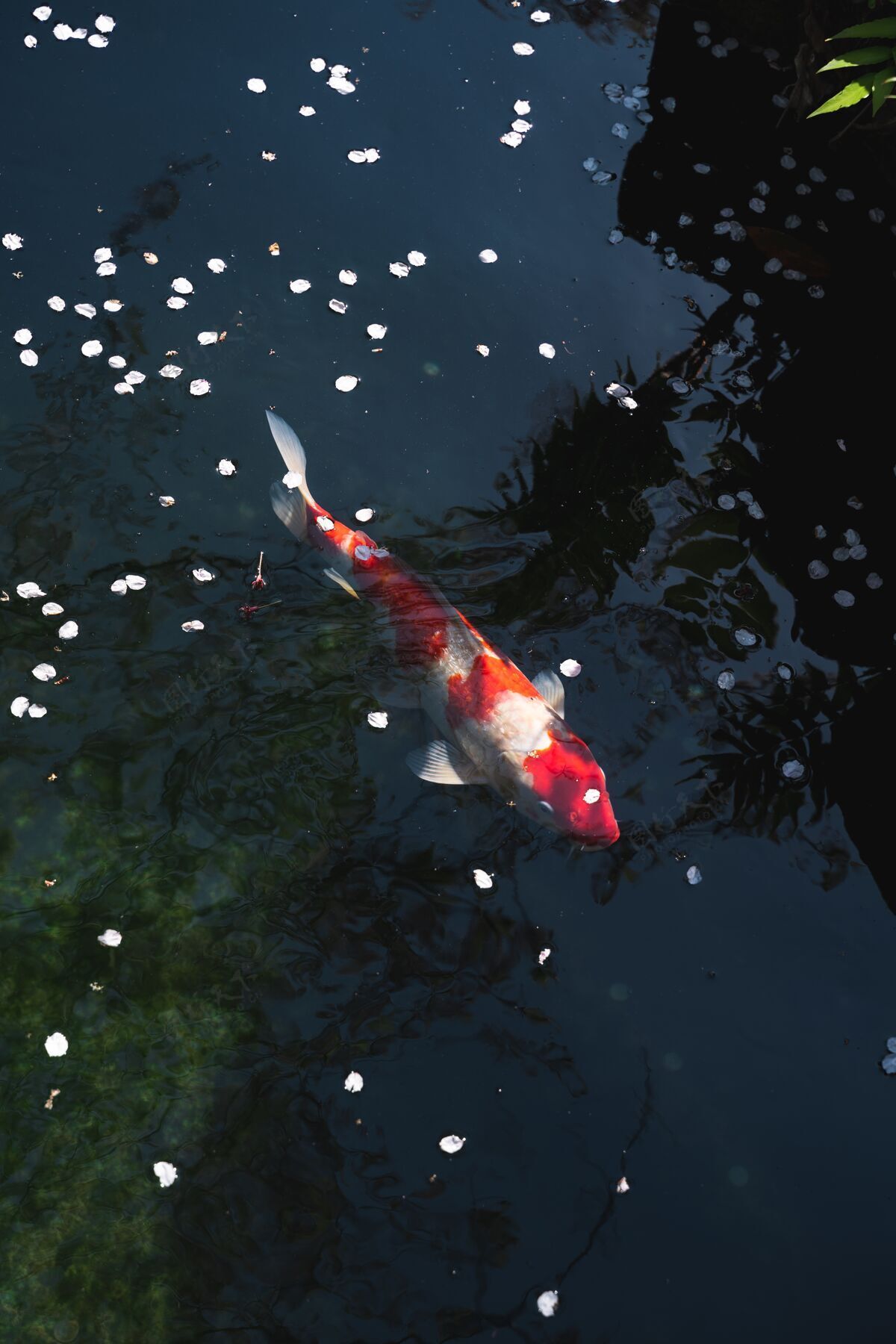 锦鲤高角度拍摄美丽的日本锦鲤鱼在池塘里中国湖泊日本