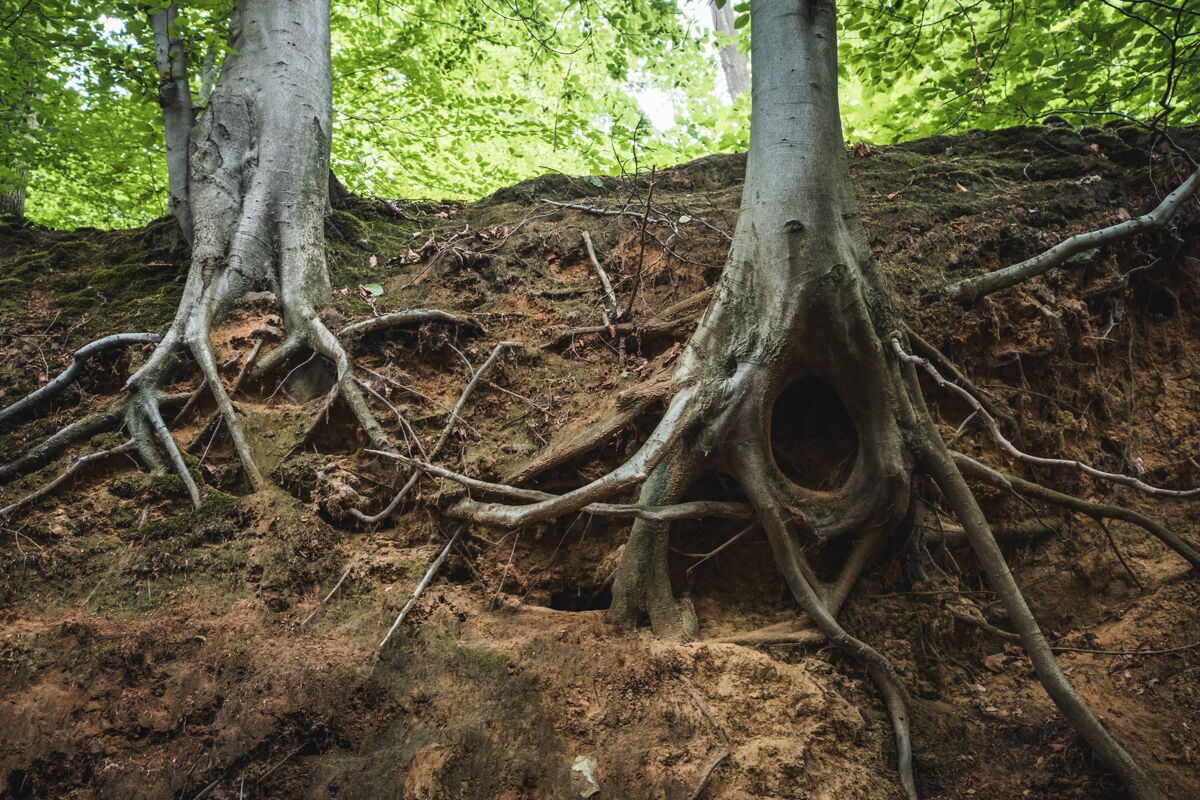 根阳光下森林里树根的特写镜头环境树干树