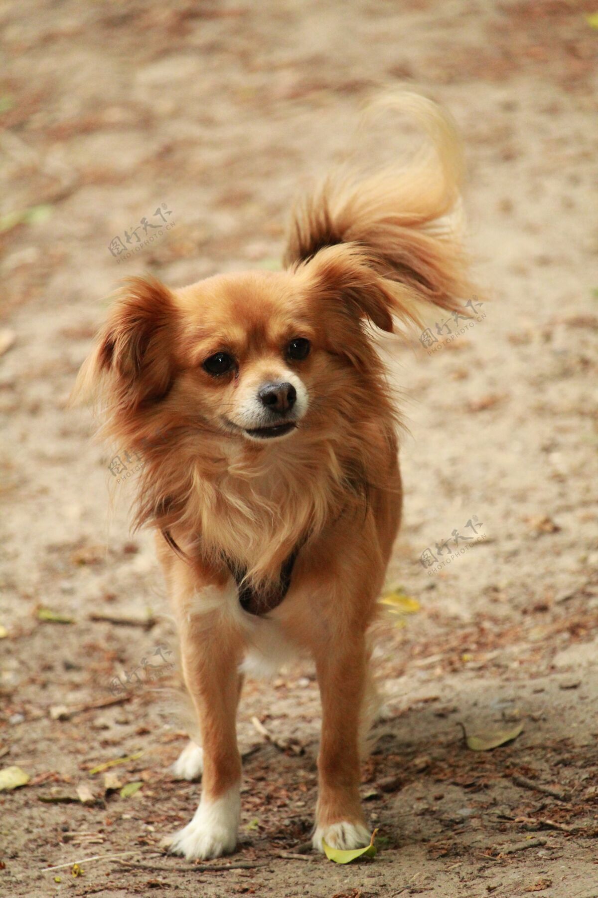 肖像一个可爱的狗乳头品种狗垂直拍摄动物品种树叶