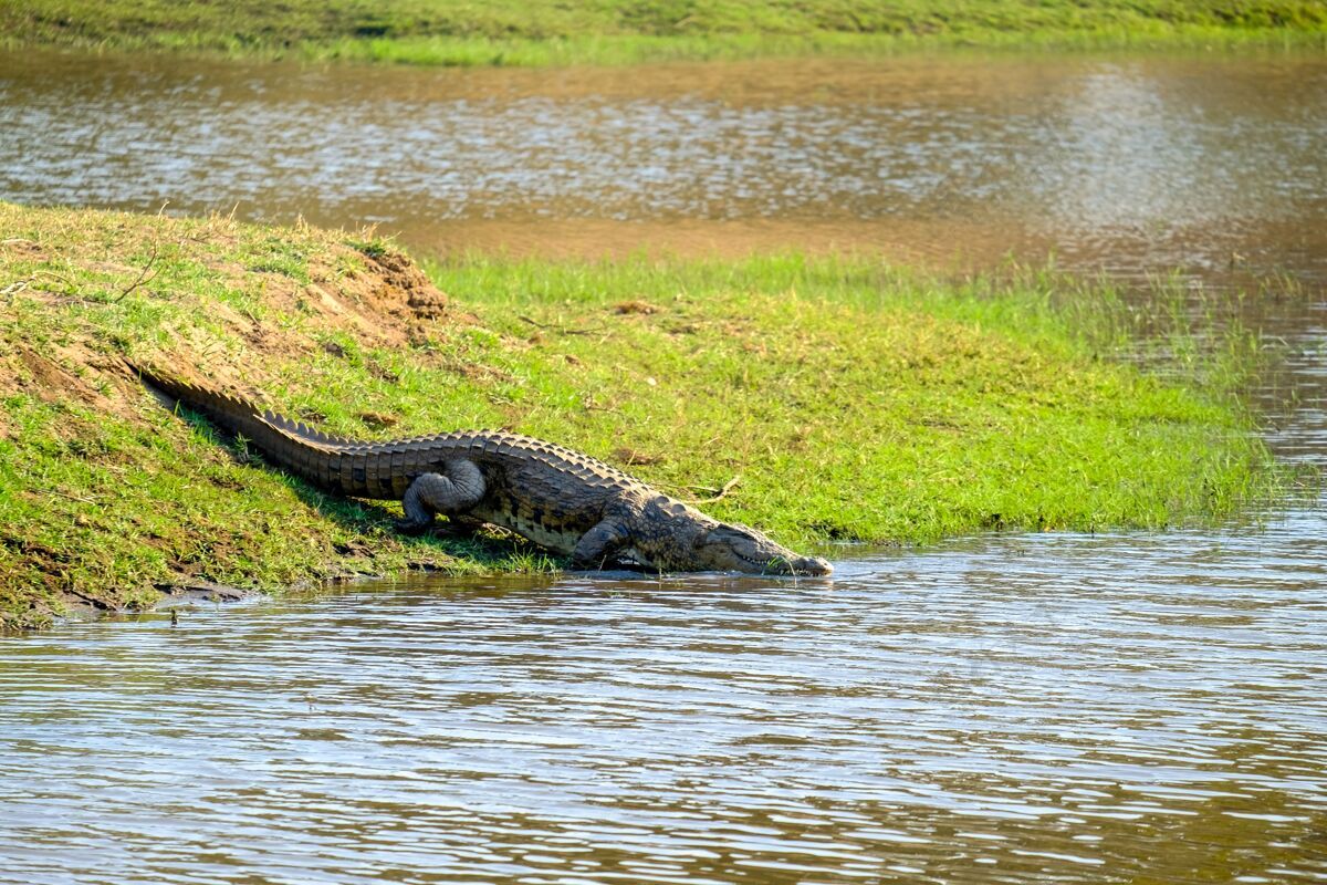 爬行动物湖边一条鳄鱼站在绿树上的美丽镜头湖泊危险野生