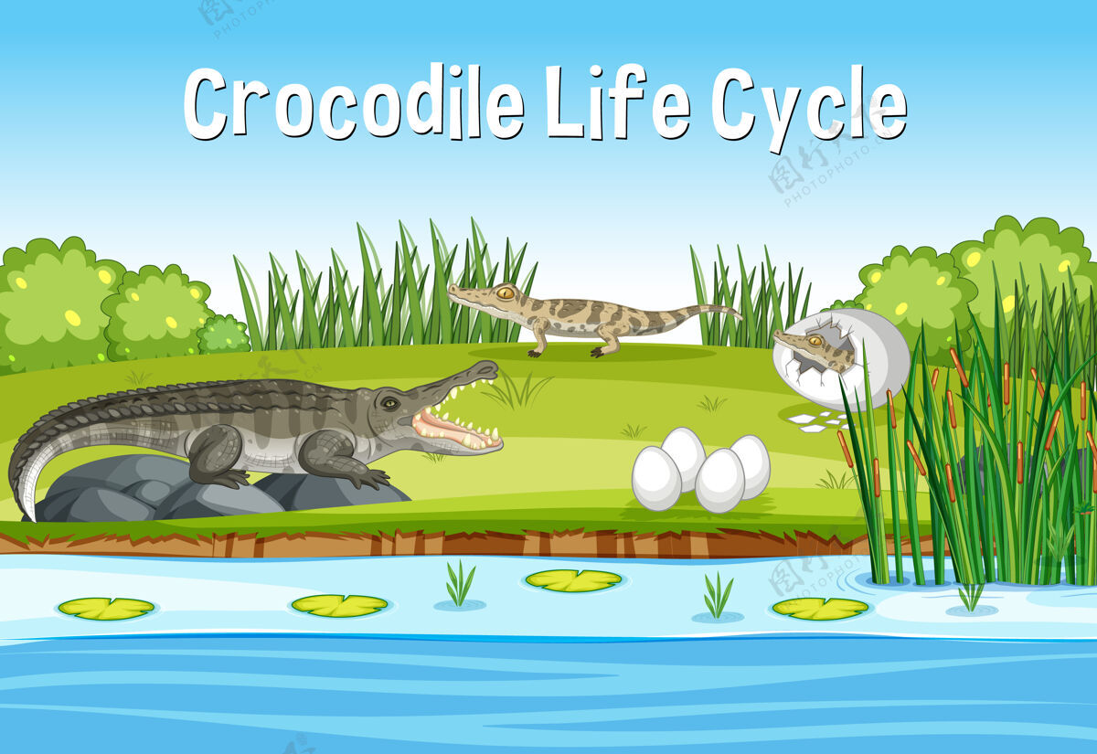 骑行鳄鱼生命周期的场景卡通人动物