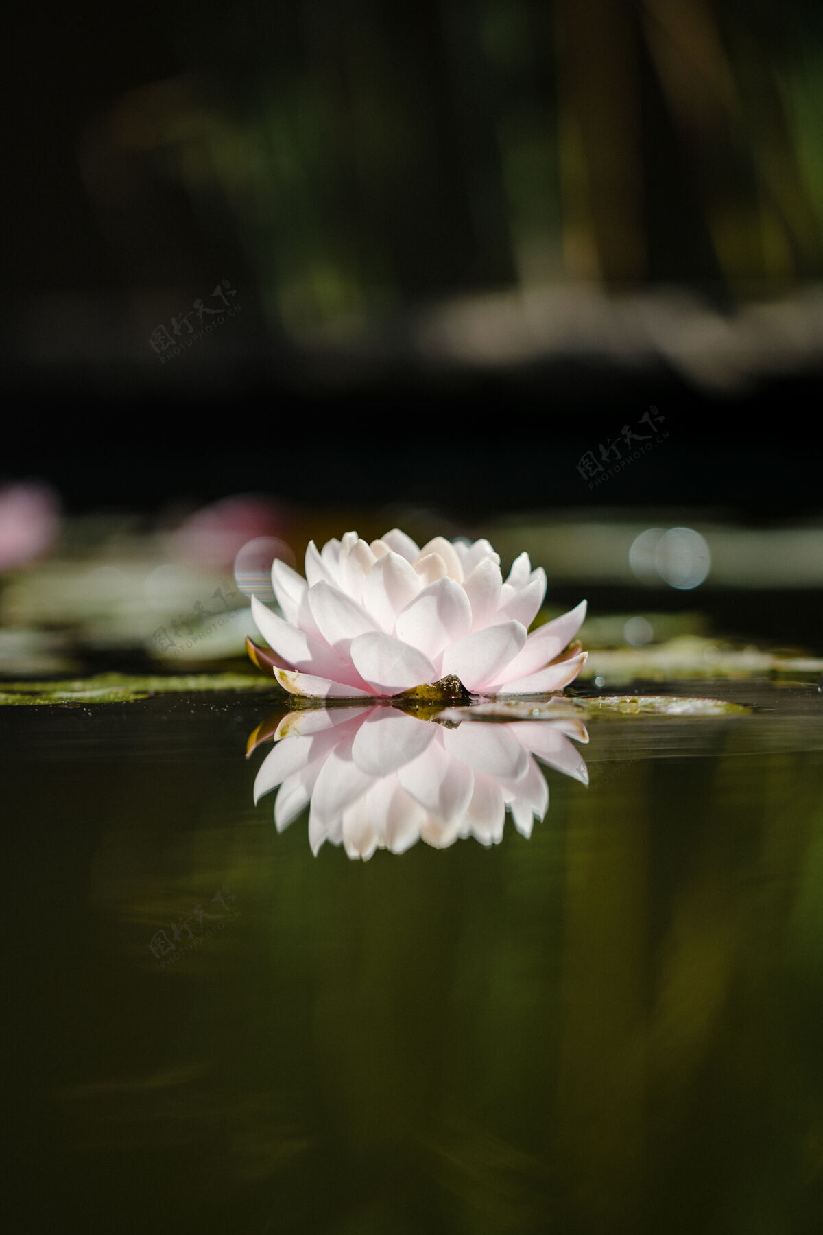 花儿水上有白色和粉色的莲花莉莉花儿