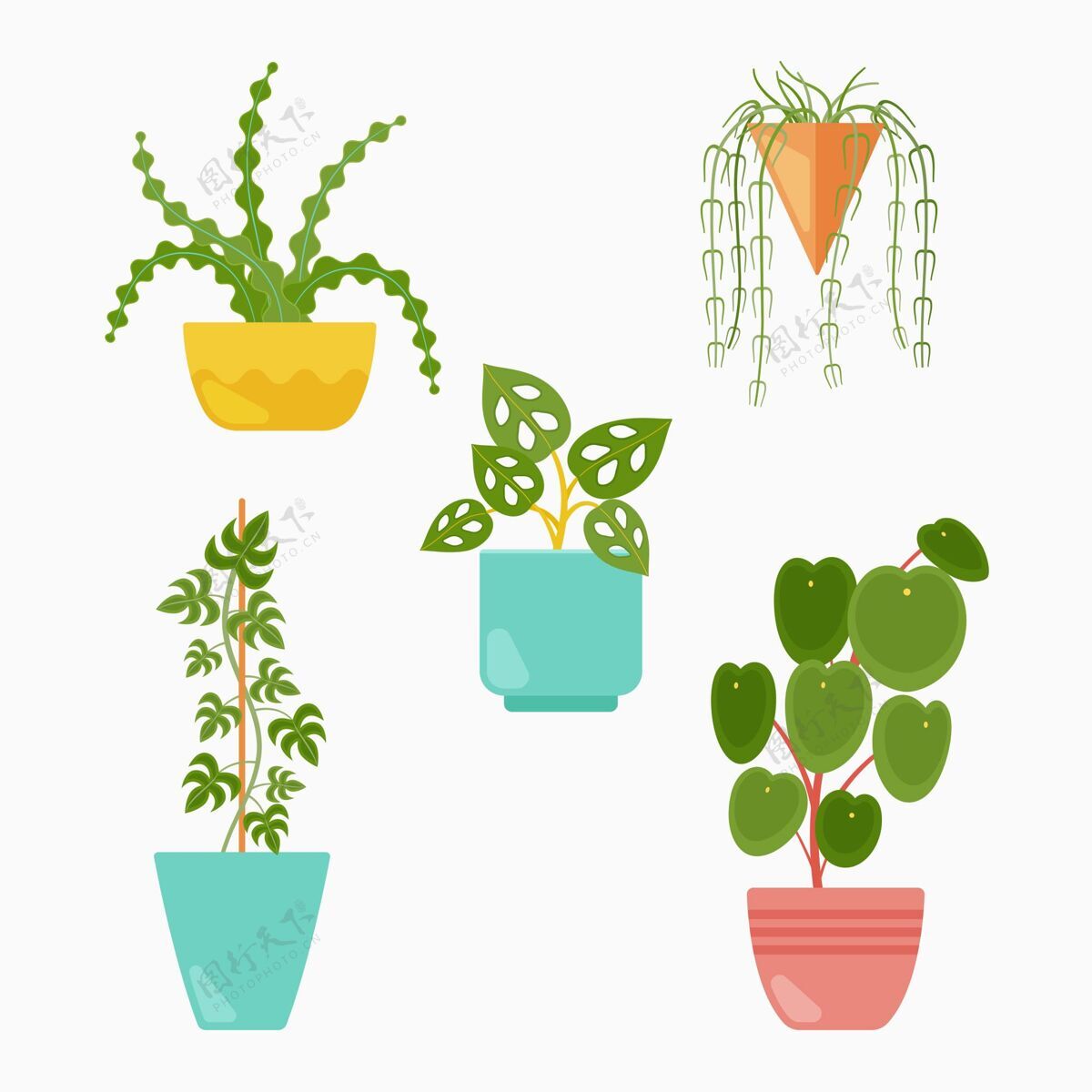 室内植物收集漂亮的盆栽植物自然蔬菜叶子