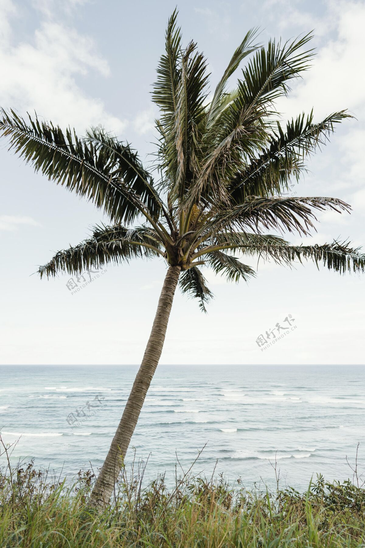 旅游夏威夷的棕榈树旅游棕榈树姿势