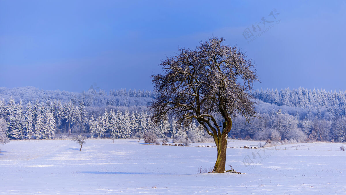 天气美丽的景色 冬天的景色 树上覆盖着雪霜冻下雪自然
