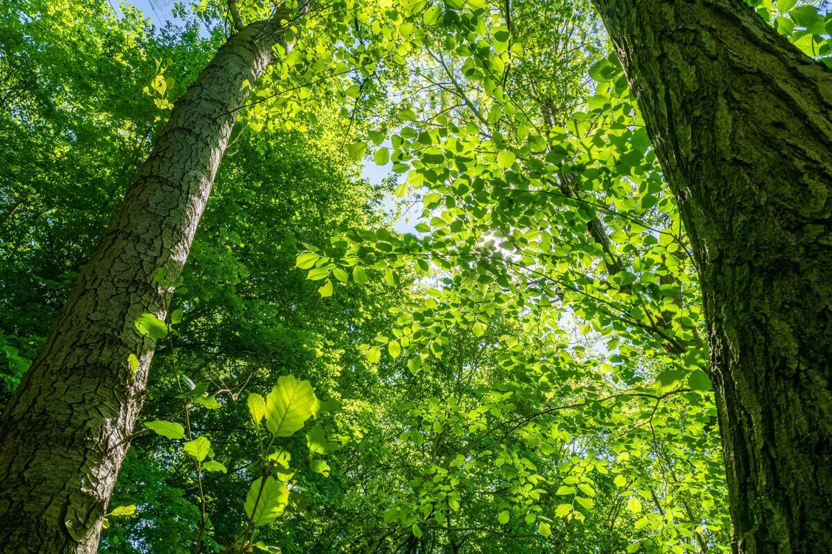 生态明亮天空下美丽绿叶树的低角度拍摄植物学草新鲜