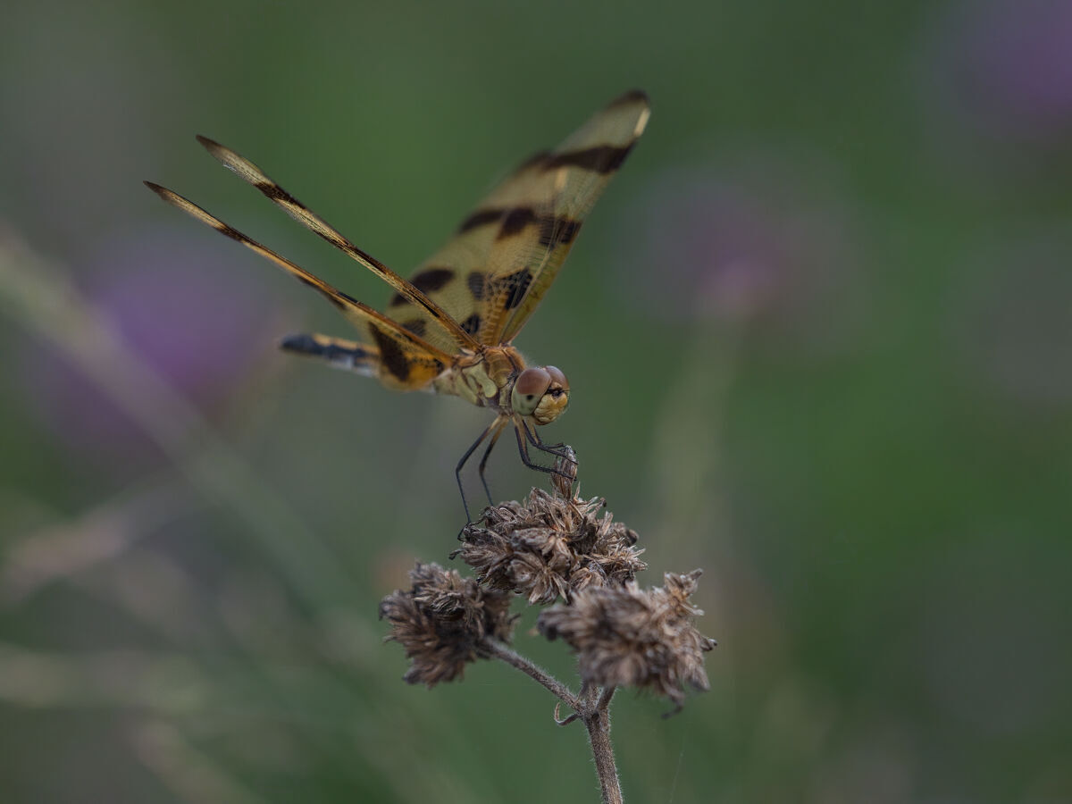 自然一只蜻蜓坐在花上的选择性聚焦镜头植物野生生态