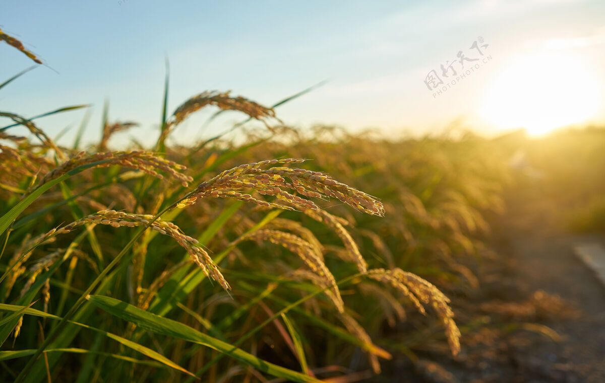 植物绿色的稻田 一排排绿色的水稻有机田地食物