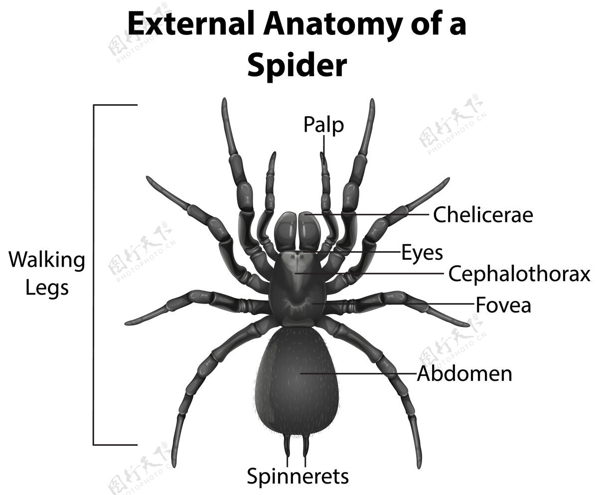 空蜘蛛的外部解剖信息图微生物学昆虫动物