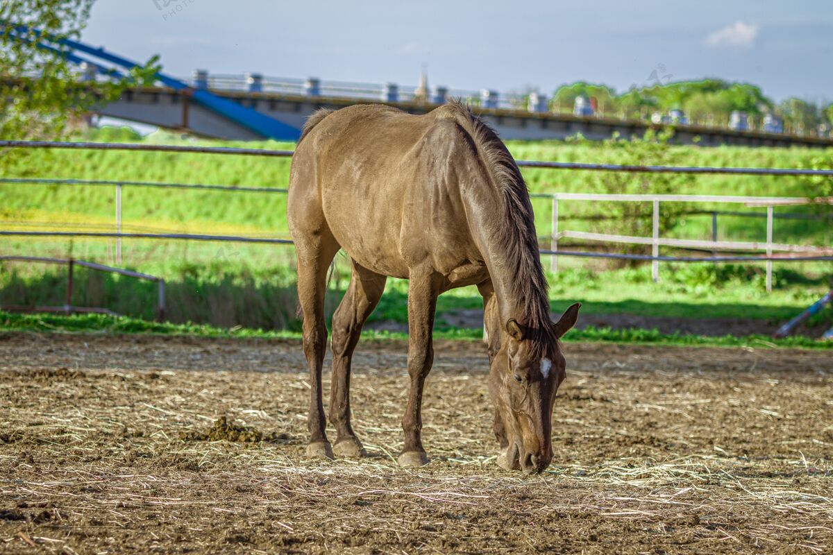野生一匹棕色的马吃绿草的特写镜头农业风景食物