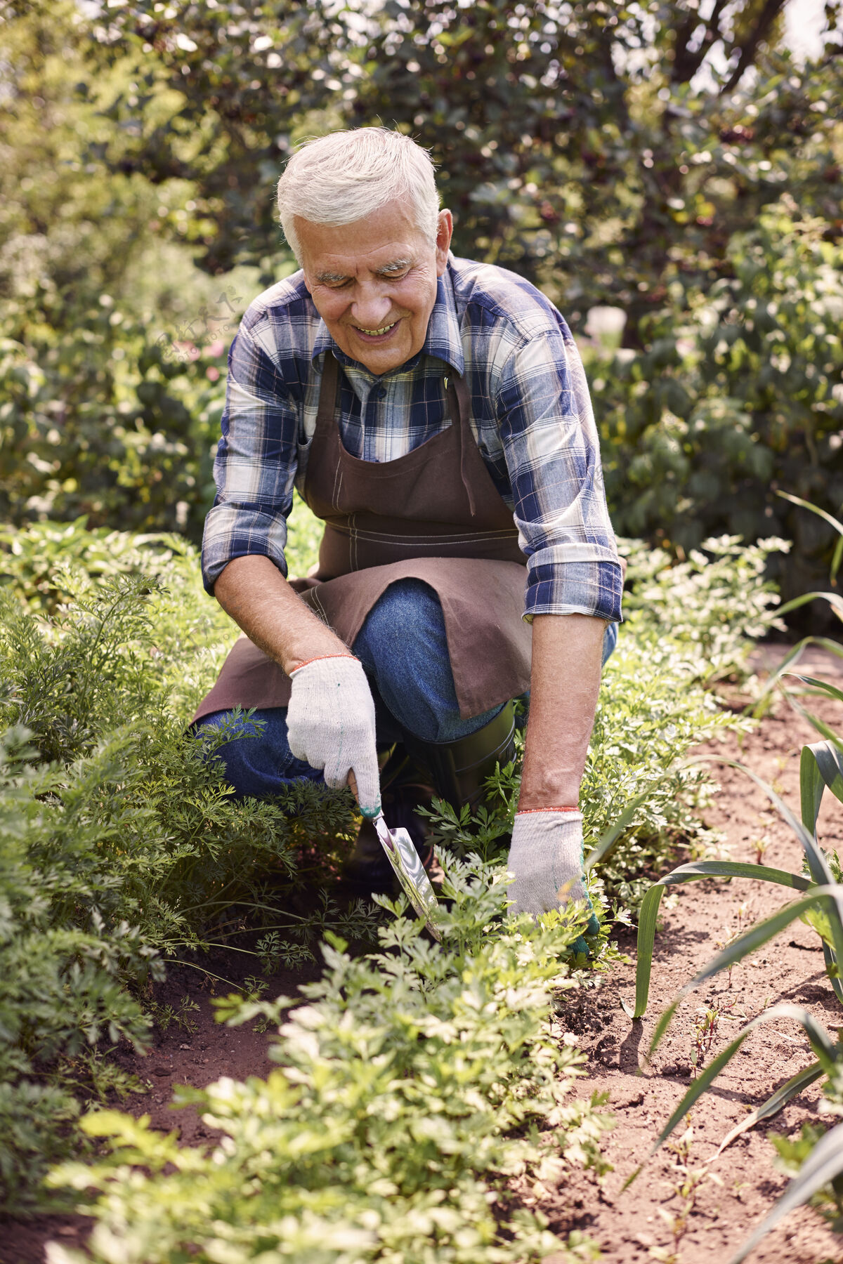 拿着在地里和植物一起干活的老男人跪着阳光职业
