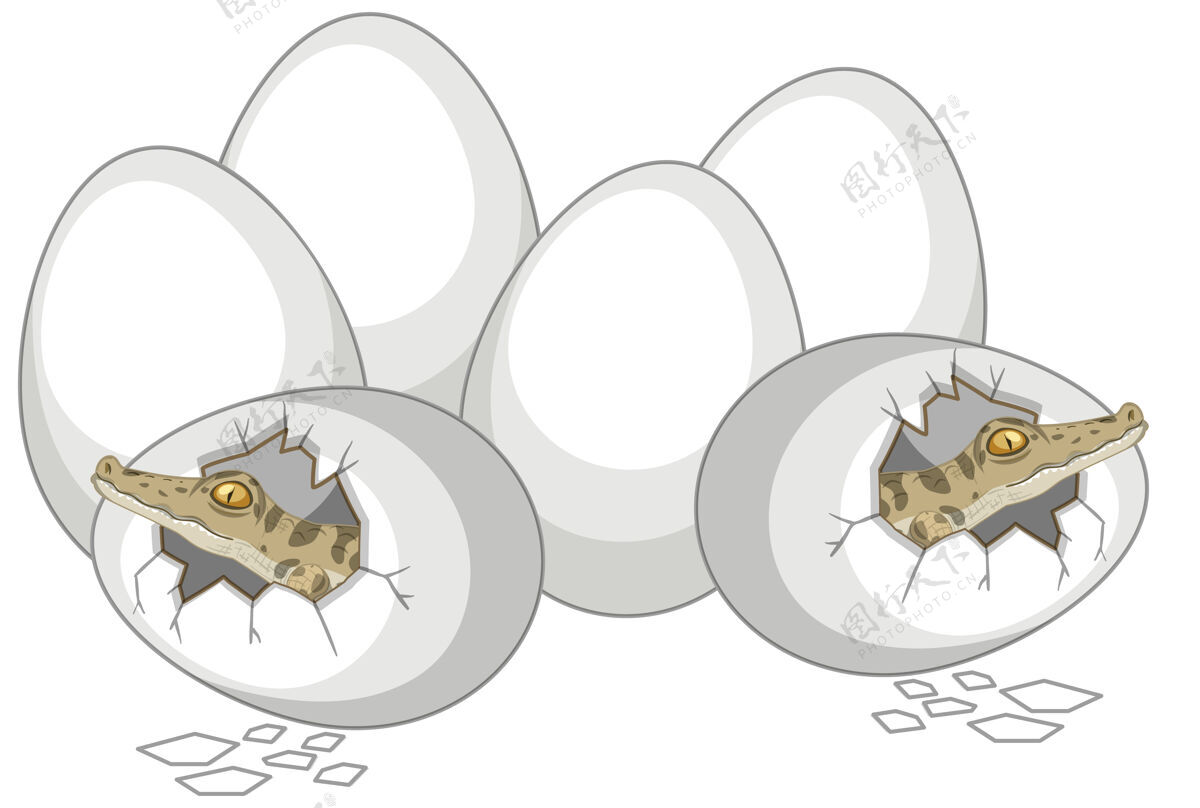 爬行动物两只鳄鱼刚从蛋里出来 其他蛋都是白色的户外设置鳄鱼